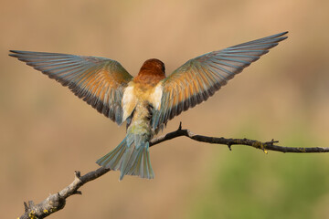 Colorful spread wings of European bee-eater - Merops apiaster landing on perch at light brown background. Photo from Vetren in Dobruja, Bulgaria.