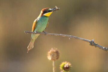 European bee-eater - Merops apiaster perched with insect in beak and with some plants in background. Photo from Ognyanovo in Dobruja, Bulgaria.
