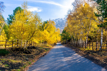 Obraz premium autumn road, leading to highland snow mountains with yellow and green trees and bushes on sides