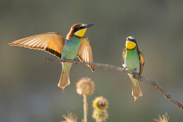 Two european bee-eaters - Merops apiaster perched with some plants in background. Photo from Ognyanovo in Dobruja, Bulgaria.