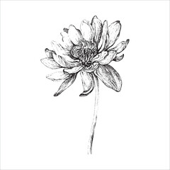 Vector handdrawn flower, Flower drawing