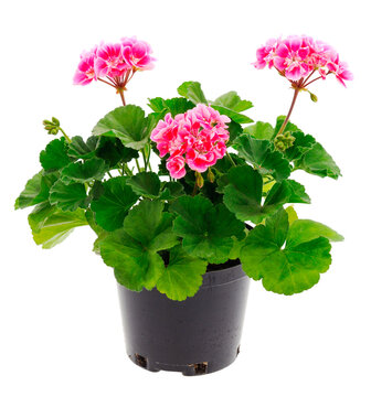 Beautiful geranium flower in pot.