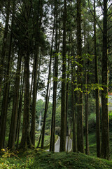 Old Big tree at Alishan national park area in Taiwan.