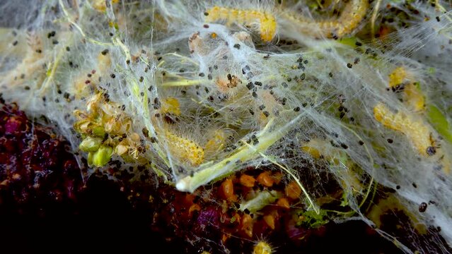 Weaving trees with cobwebs by larvae. Caterpillars of American white butterfly (Hyphantria cunea), moth fall webworm quarantine pest on leaves