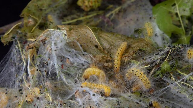 Weaving trees with cobwebs by larvae. Caterpillars of American white butterfly (Hyphantria cunea), moth fall webworm quarantine pest on leaves