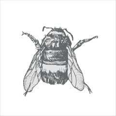 bee handdrawn illustration, vector bee drawing