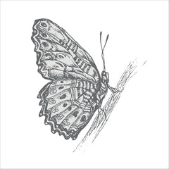 handdrawn butterfly illustration, butterfly drawing
