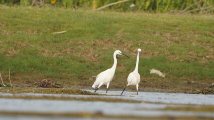 Tiruchirapalli,Tamilnadu, india-june 24 2023  Two White Crane Bird on the lake waiting for fish 