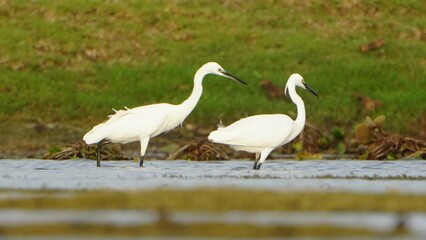 Tiruchirapalli,Tamilnadu, india-june 24 2023  Two White Crane Bird on the lake waiting for fish 