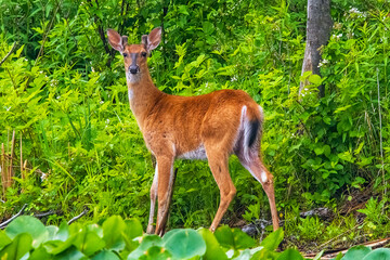 White Tailed Deer In The Wild.
