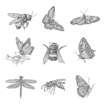 Flying insects illustration, Insects set