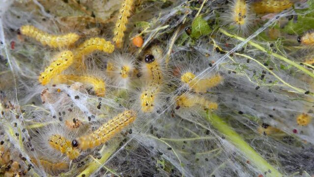 Weaving trees with cobwebs by larvae. Caterpillars of American white butterfly (Hyphantria cunea), moth fall webworm quarantine pest on leaves