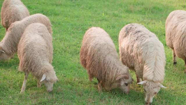 Sheep eat juicy grass, lined up in a row.