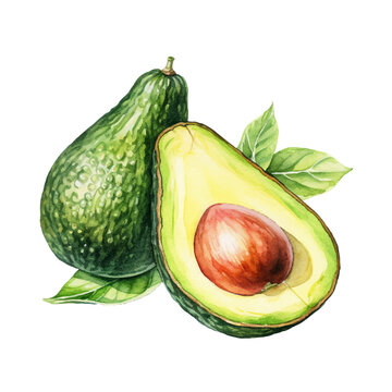 Avocado composition with leaves. Vector watercolour illustration with transparent background.