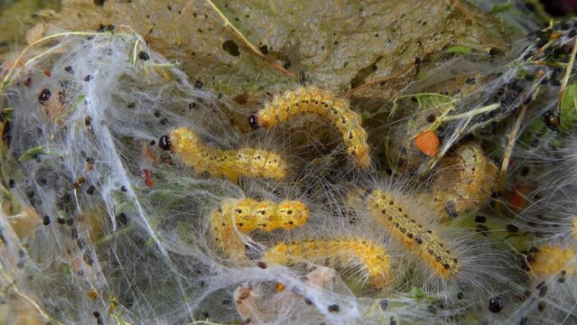 Weaving trees with cobwebs by larvae. Caterpillars of American white butterfly (Hyphantria cunea), moth fall webworm quarantine pest on leaves