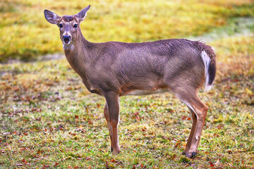 White Tailed Deer In The Wild.