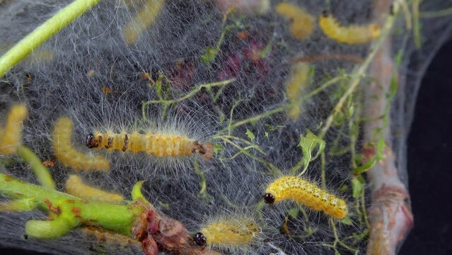 Weaving trees with cobwebs by larvae. Caterpillars of American white butterfly (Hyphantria cunea), moth fall webworm quarantine pest on leaves