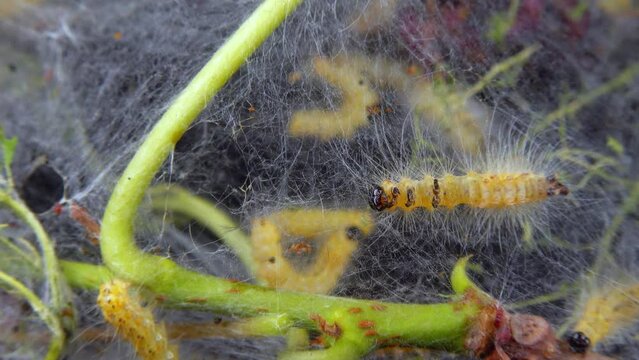 Weaving trees with cobwebs by larvae. Caterpillars of American white butterfly (Hyphantria cunea), moth fall webworm quarantine pest on leaves