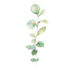 Obraz premium Watercolor Eucalyptus Clipart Set - Baby Blue & Greenery - Individual Elements - Transparent PNG - Digital Watercolor Greenery