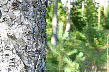 Obraz premium Spruce tree