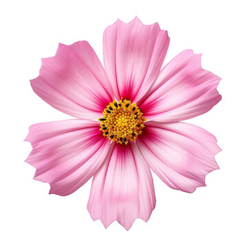 cosmos flower pink
