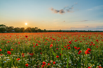 Fototapeta na wymiar Landscape with nice sunset over poppy field 