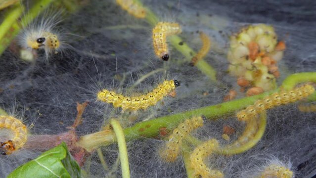 Weaving trees with cobwebs by larvae. Caterpillars of American white butterfly (Hyphantria cunea), moth fall webworm quarantine pest on leaves