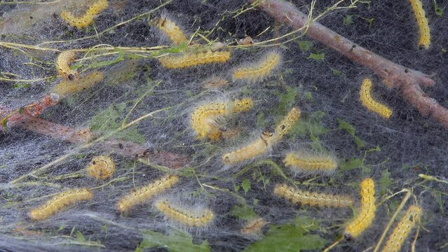 Weaving trees with cobwebs by larvae. Caterpillars of American white butterfly (Hyphantria cunea), moth fall webworm quarantine pest on leaves