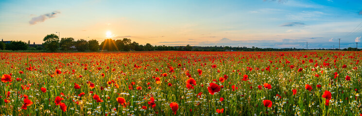 Fototapeta na wymiar Landscape with nice sunset over poppy field 