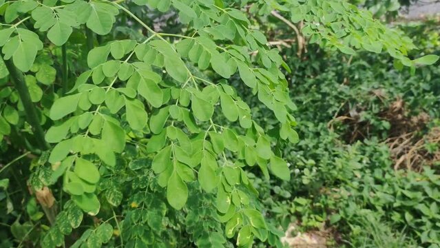 video footage of green Moringa leaves, leaves that have many health benefits