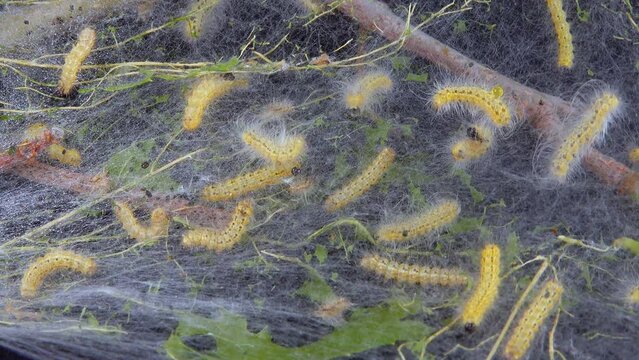 Weaving trees with cobwebs by larvae. Caterpillars of American white butterfly (Hyphantria cunea), moth fall webworm quarantine pest on leaves