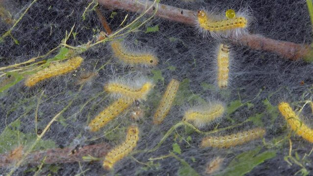 Weaving trees with cobwebs by larvae. Caterpillars of American white butterfly (Hyphantria cunea), moth fall webworm quarantine pest on leaves