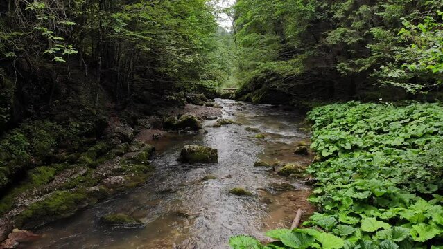 Aerial shot of stream in the forest