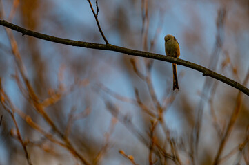 a long tailed tit bird on branch