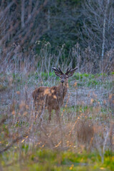 deer in the woods