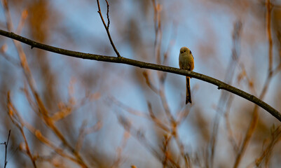 a long tailed tit bird on branch