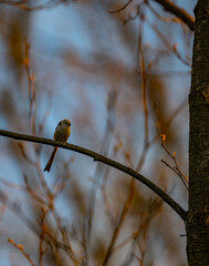 Long-tailed Tit Perched on Branch