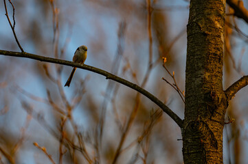 Long-tailed Tit Perched on Branch