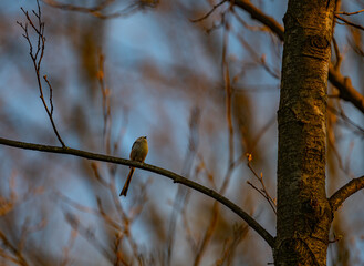 Long-tailed Tit Perched on Branch