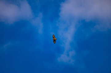 Common Buzzard Soaring in the Blue Sky