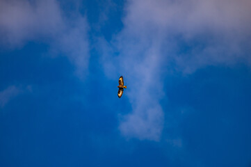 Common Buzzard Soaring in the Blue Sky