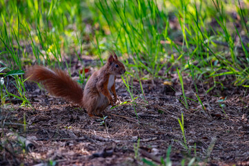 Eurasian red squirrel in the forest