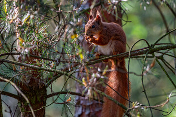 Eurasian red squirrel in the forest