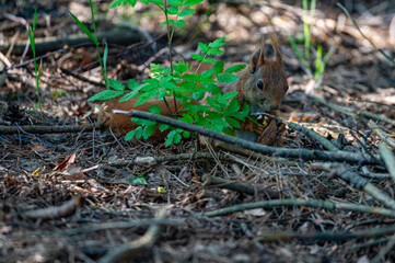 a red squirrel on the ground