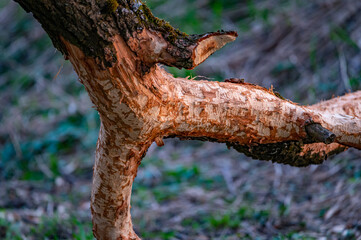trunk of a tree showing beavers activity