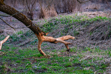 trunk of a tree showing beavers activity
