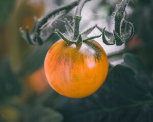 A small tomato hangs in the bush