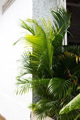 Fototapeta premium Green palm leaves on the background of a white concrete wall