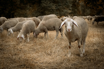 Obraz premium SHEEP IN THE PASTURE