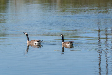 A Pair Of Canada Geese Swimming On The Pond In Spring
